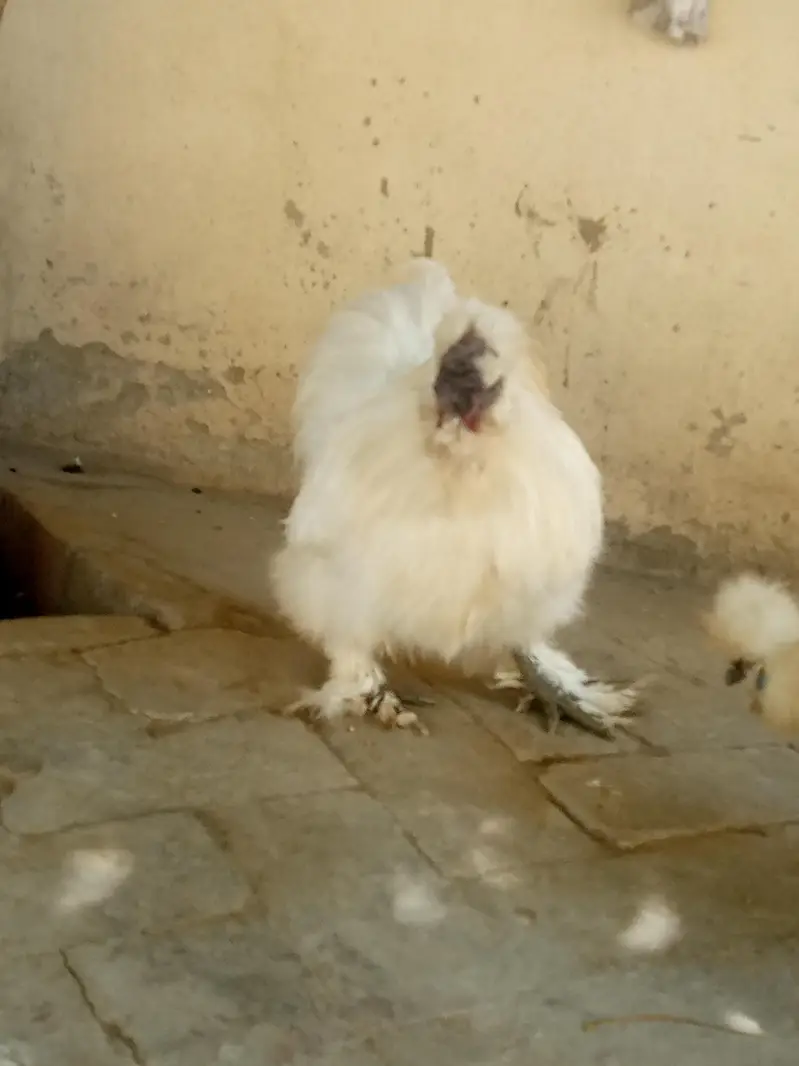 healthy Active white silky breader male — photo 5