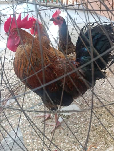 Healthy 2 Hens & 1 Rooster for Sale – Good Condition