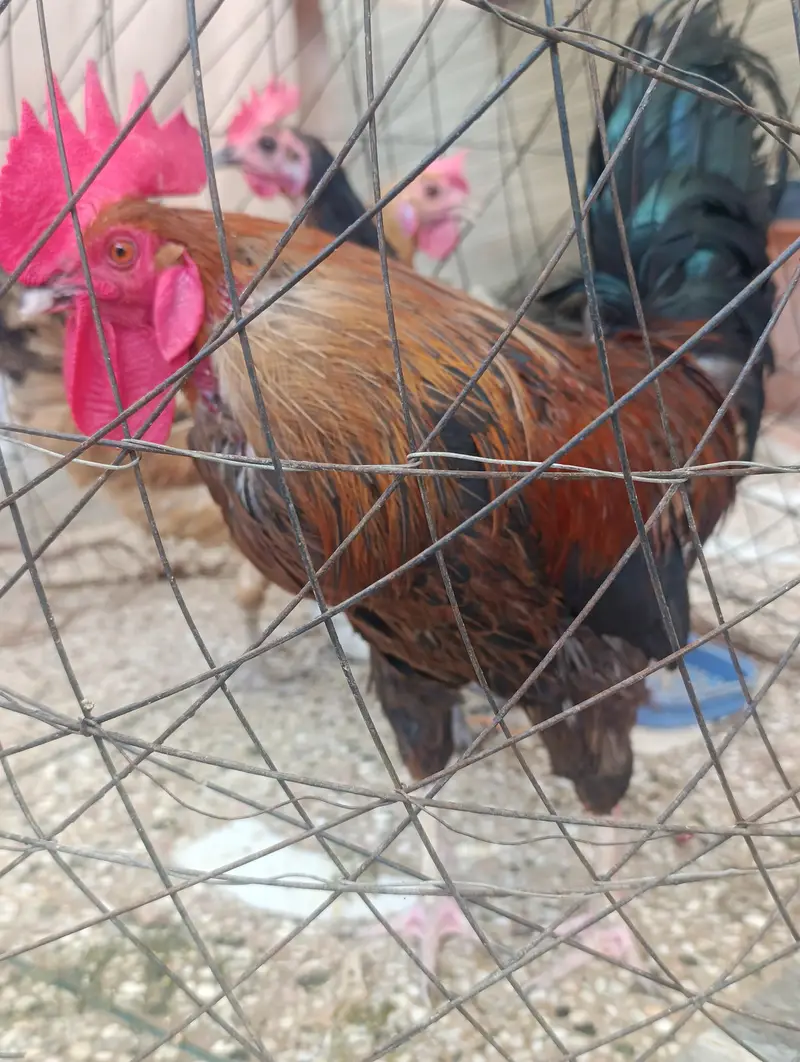 Healthy 2 Hens & 1 Rooster for Sale – Good Condition — photo 2
