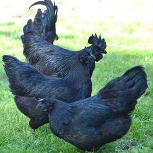 ayam cemani healthy and active