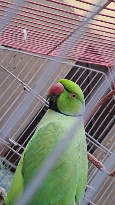 parrot