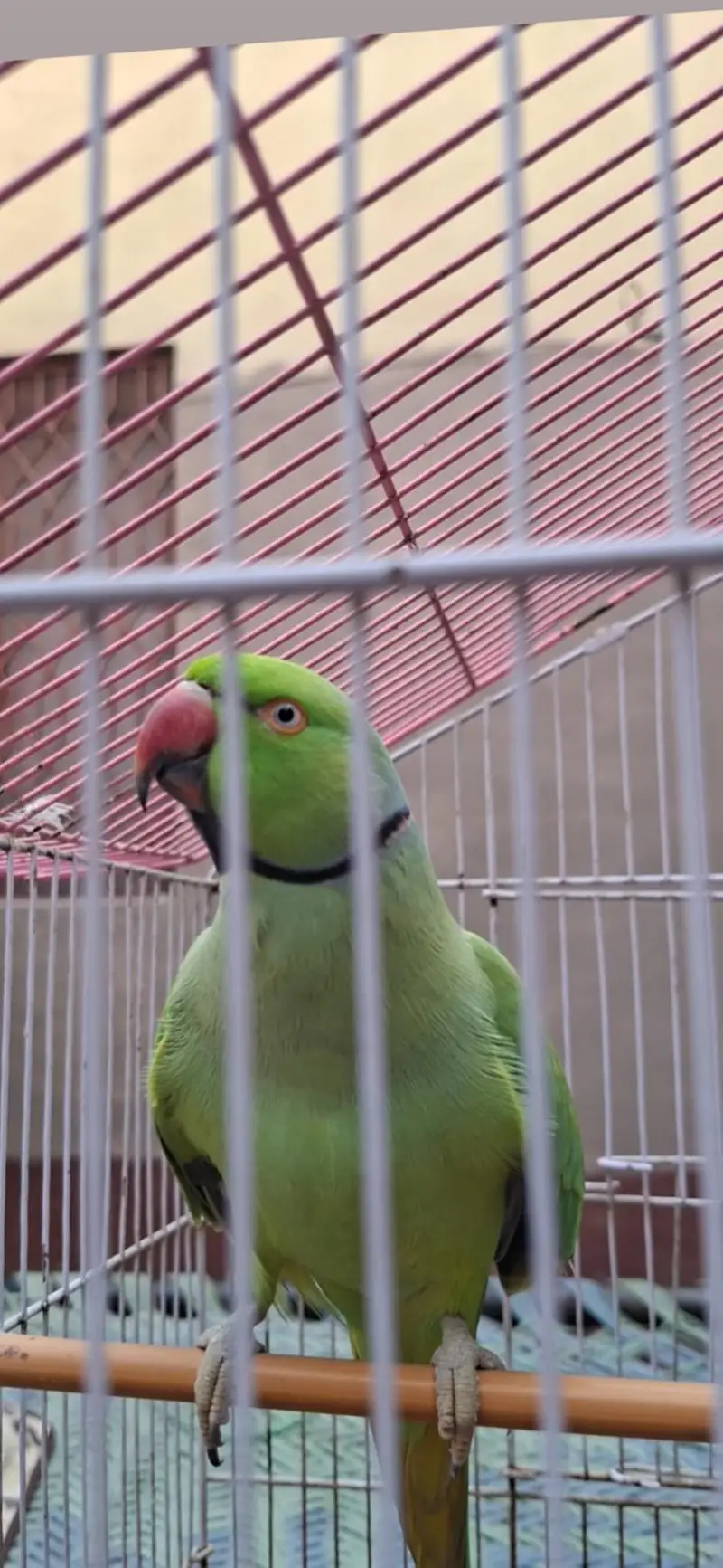 parrot — photo 2