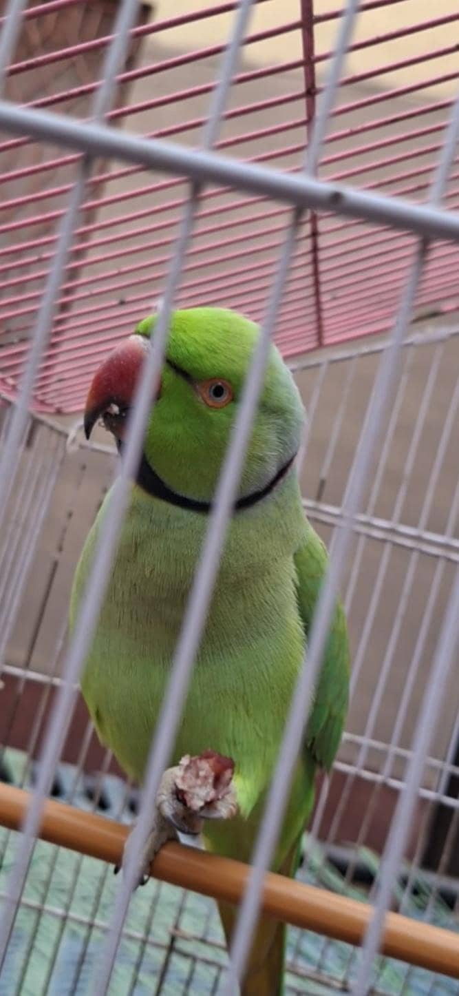 parrot 2