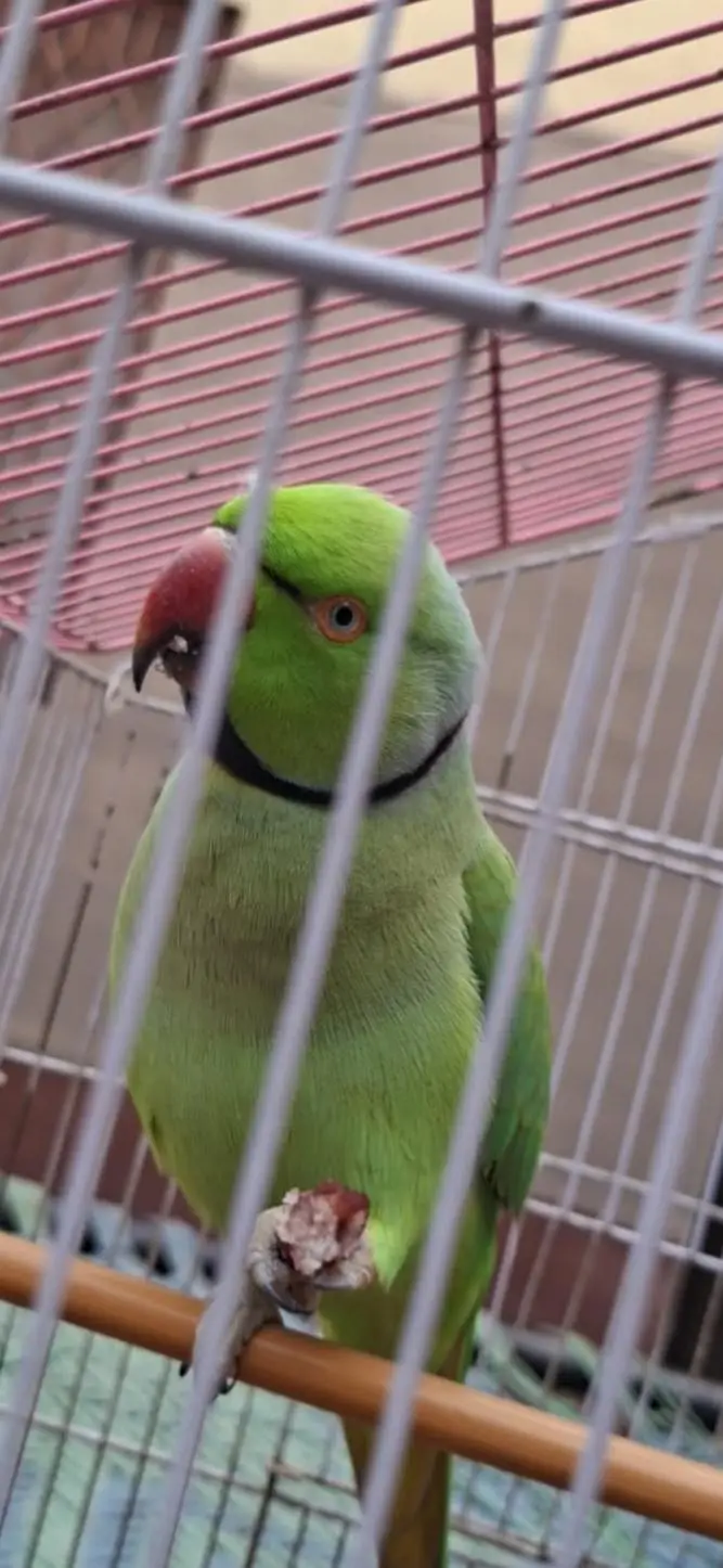parrot — photo 3