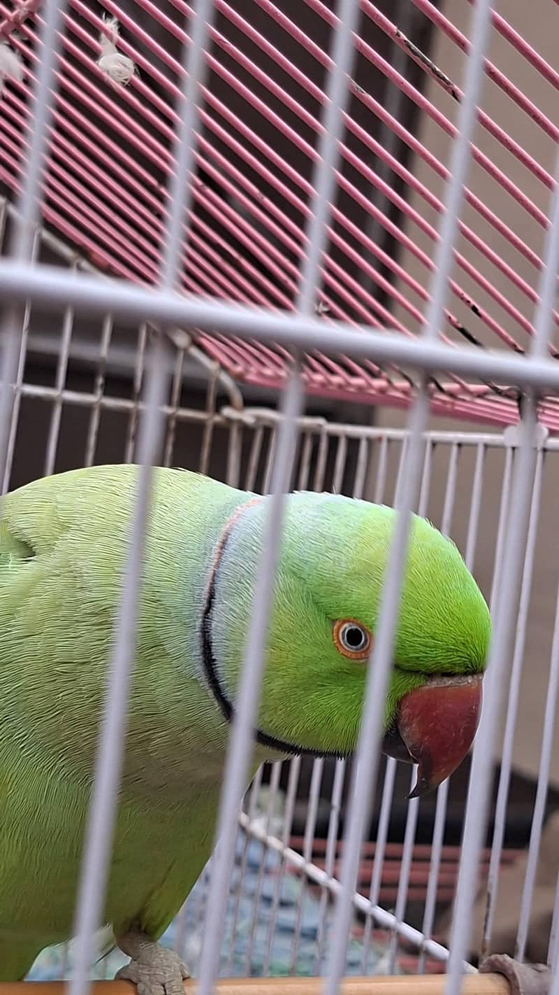 parrot 3