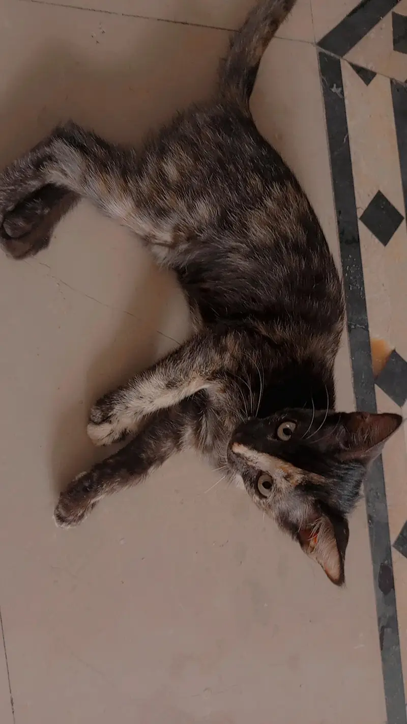 kittens up for adoption — photo 2