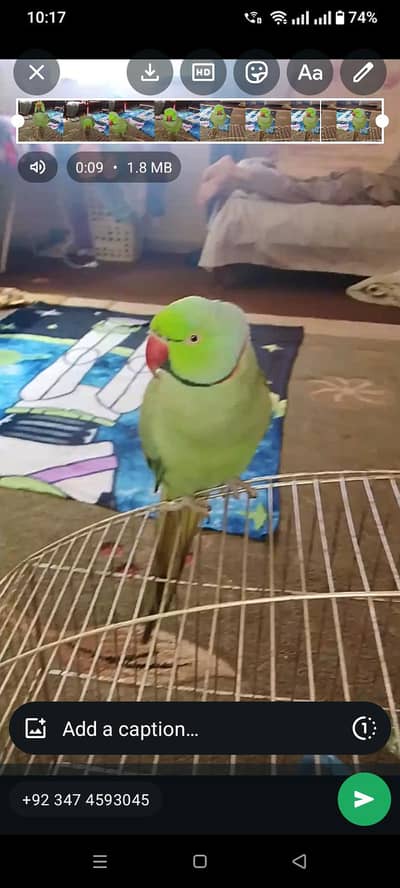 Green ringneck male parrot for sale