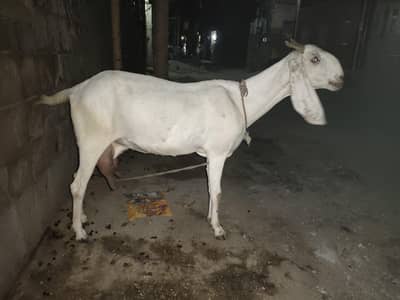 Bakri