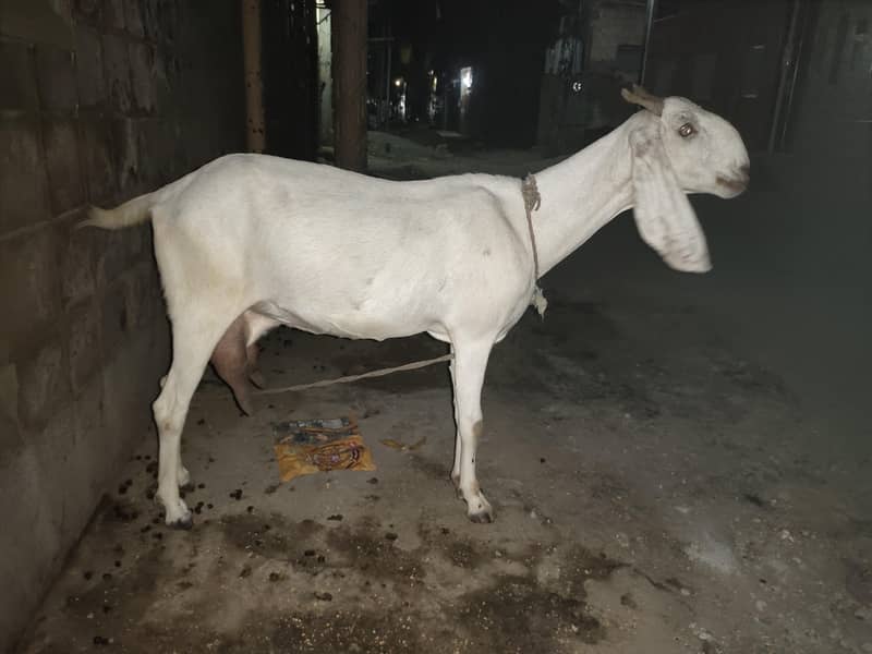 Bakri 0