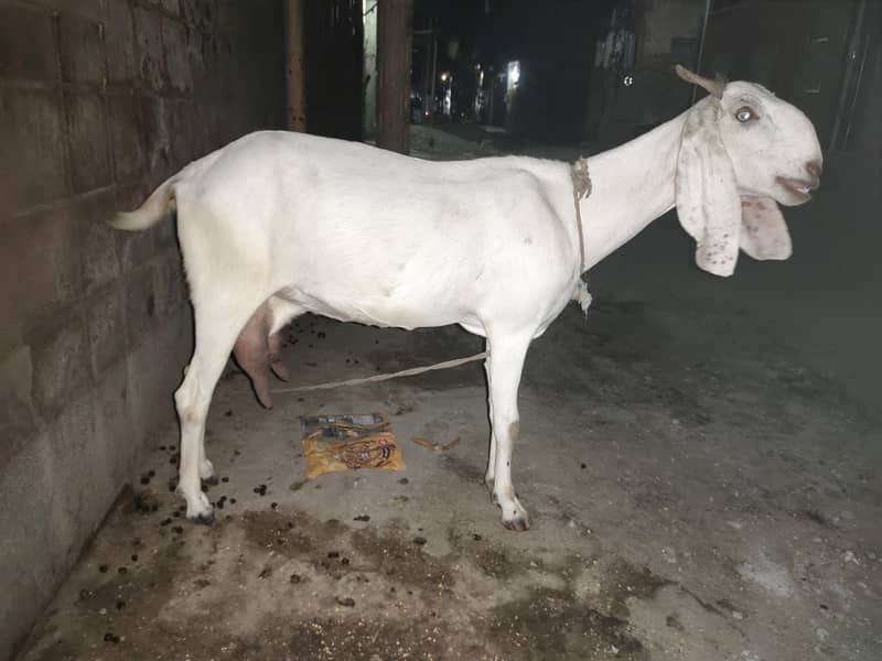 Bakri 1