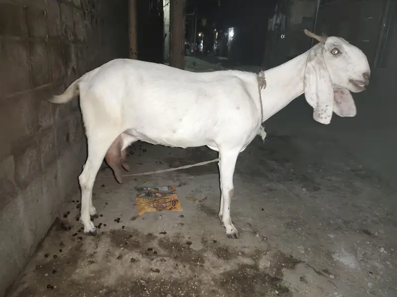 Bakri — photo 2