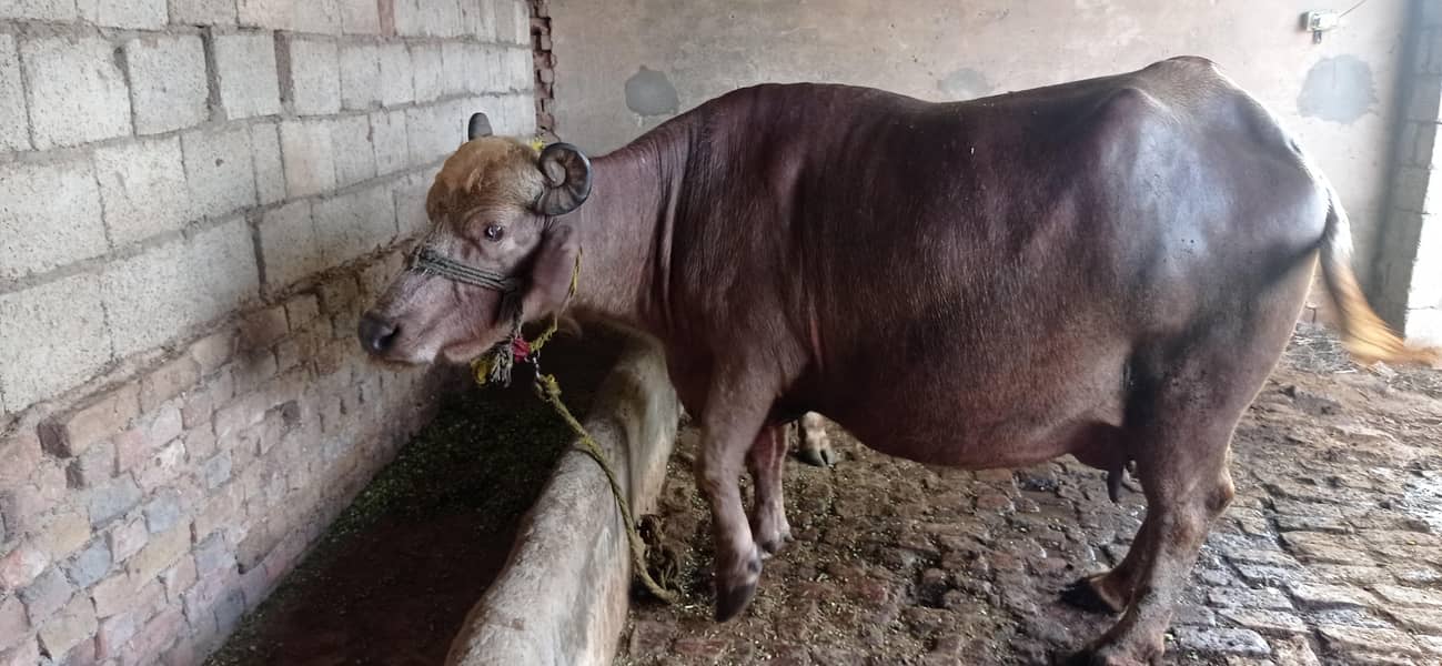 brown buffalo 0