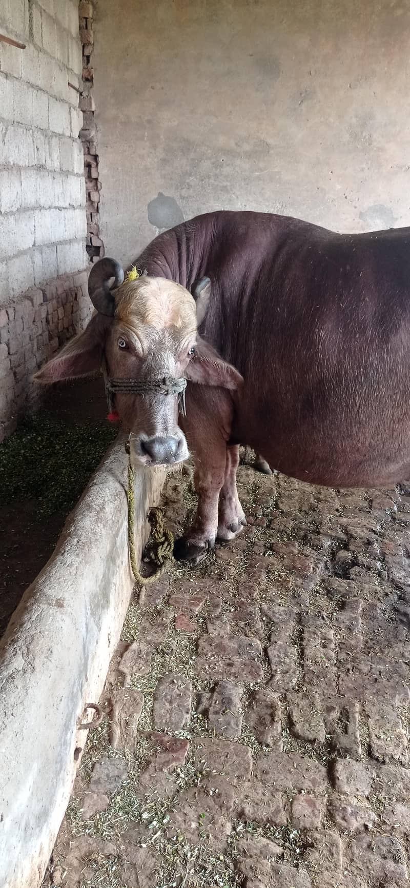 brown buffalo 1