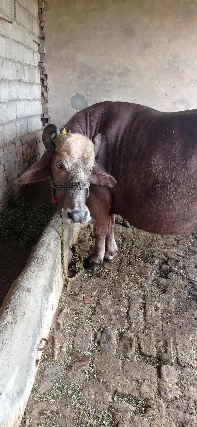 brown buffalo — photo 2
