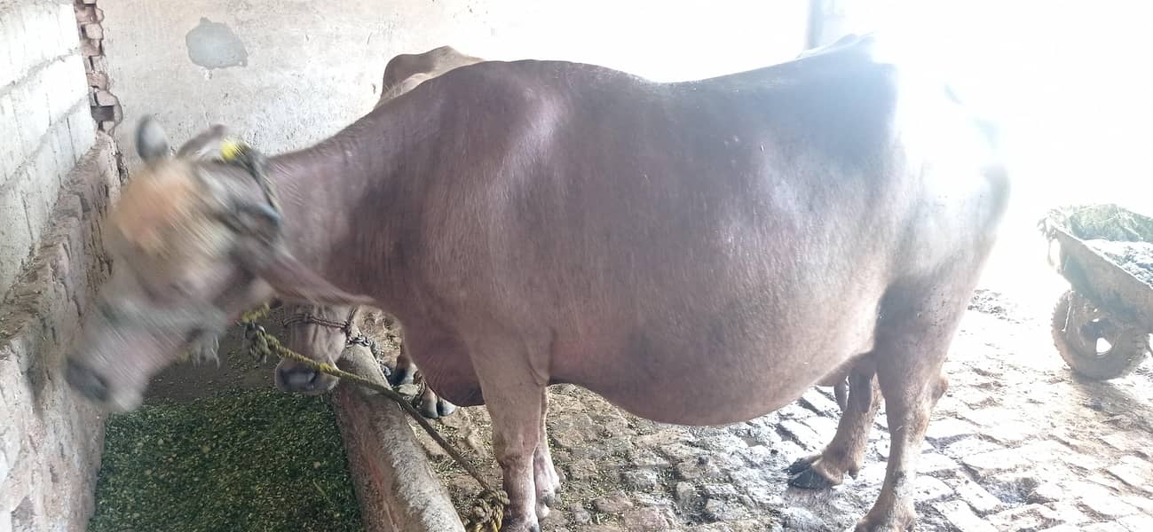 brown buffalo 2