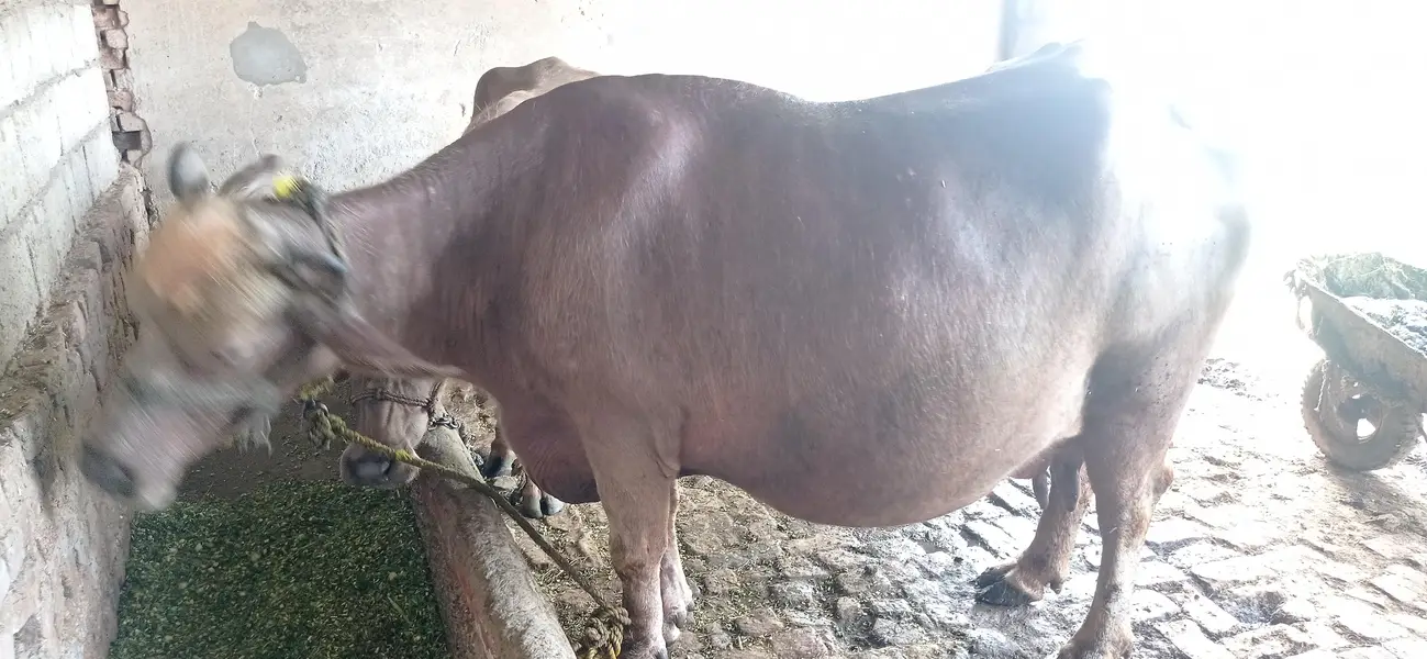 brown buffalo — photo 3
