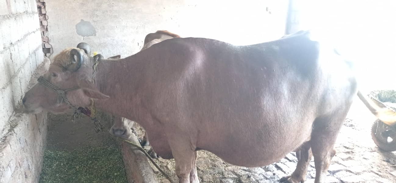 brown buffalo 3