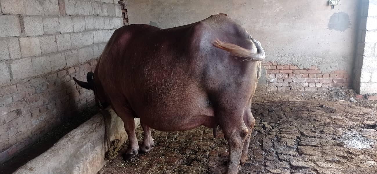 brown buffalo 4