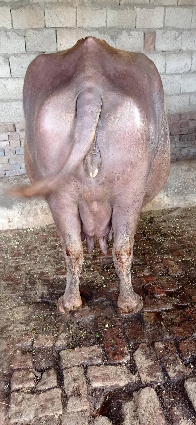 brown buffalo 5