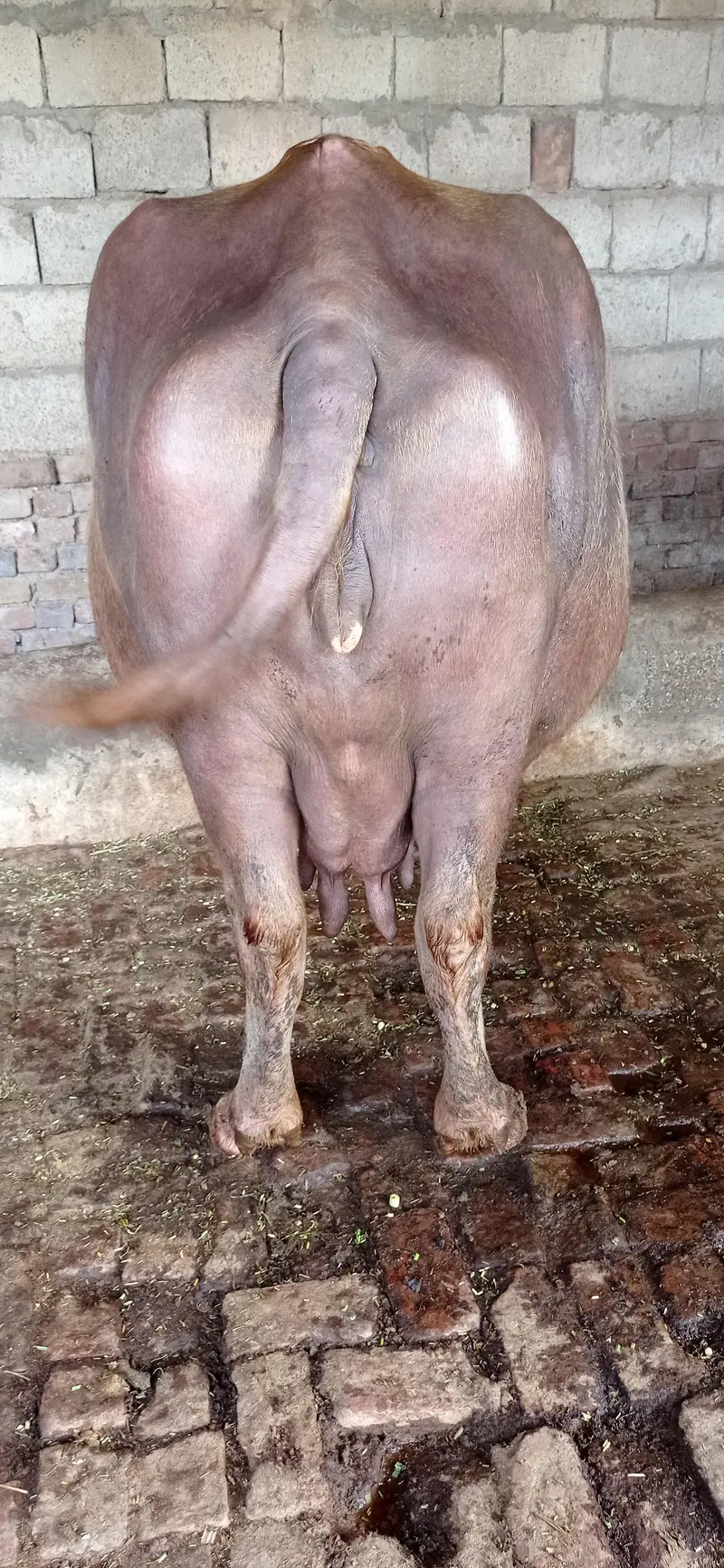 brown buffalo — photo 6