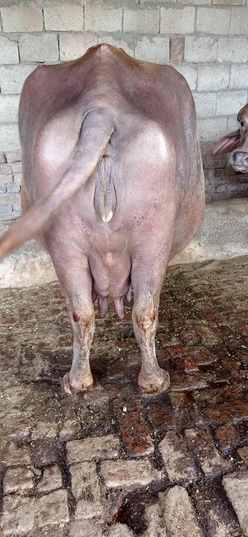 brown buffalo 6