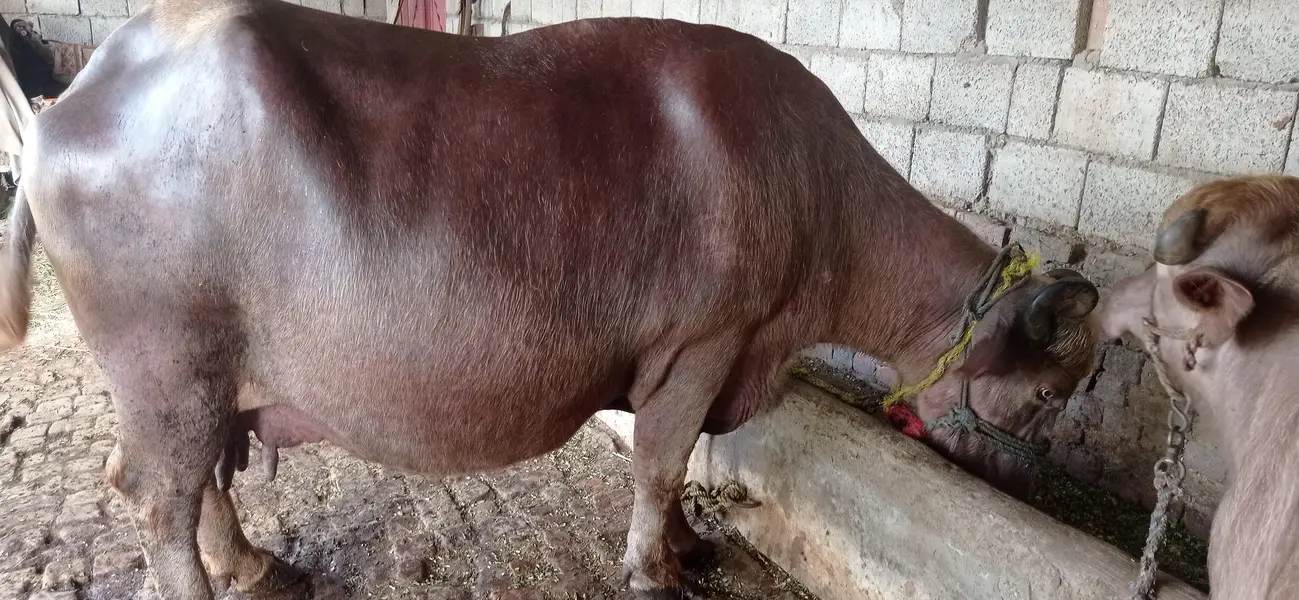 brown buffalo — photo 8