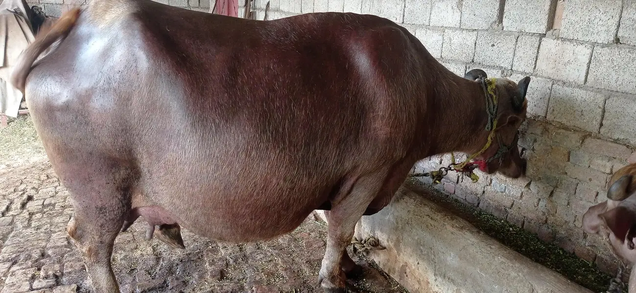 brown buffalo — photo 9