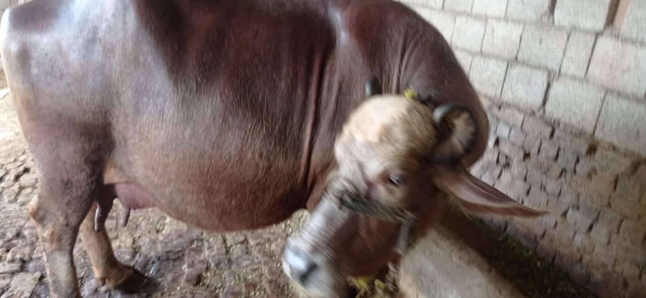 brown buffalo 9