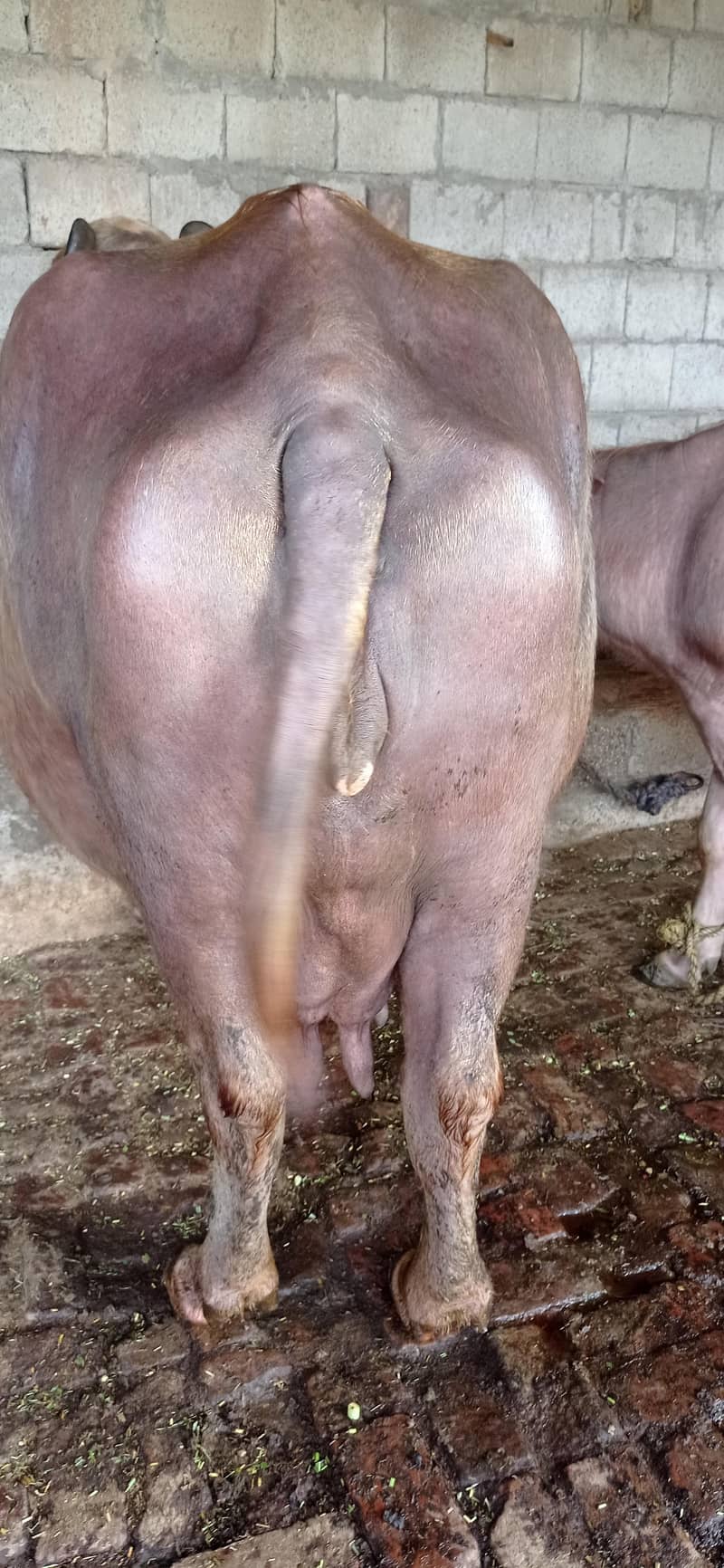 brown buffalo 11