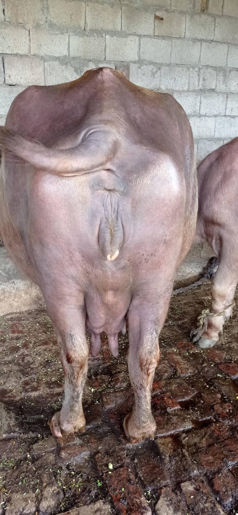 brown buffalo 13