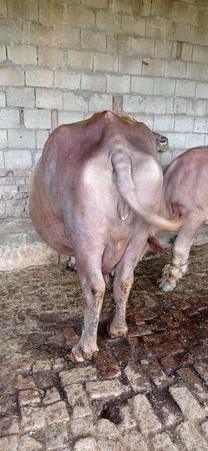 brown buffalo 14
