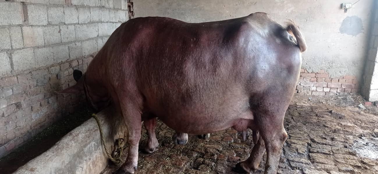 brown buffalo 15