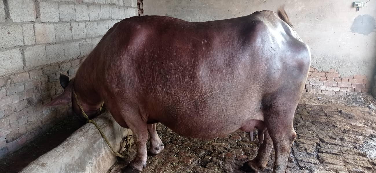 brown buffalo 16