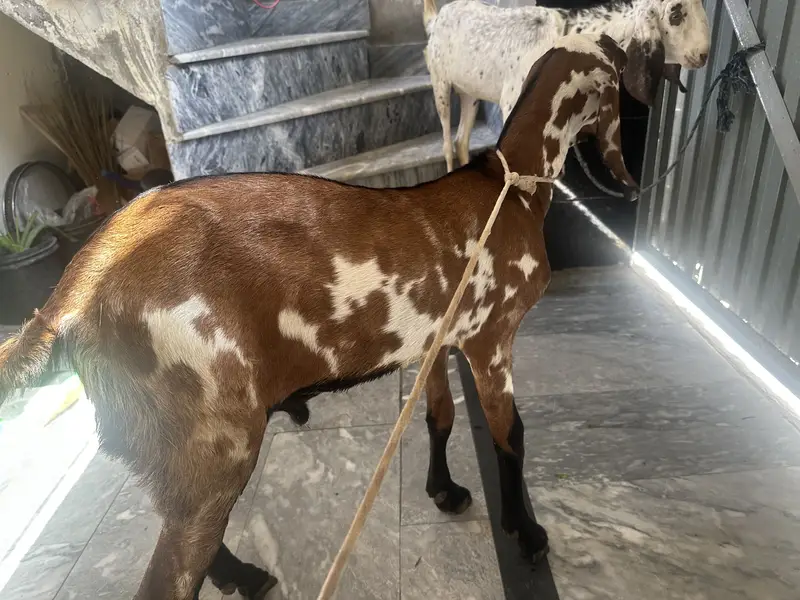 Baqra baqri — photo 2