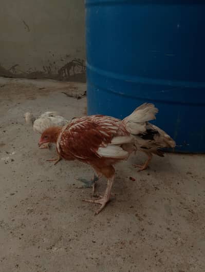 Aseel chicks for sale