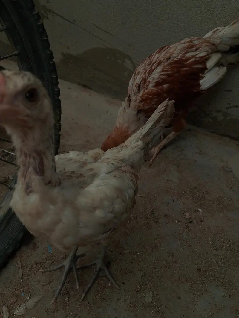 Aseel chicks for sale — photo 2