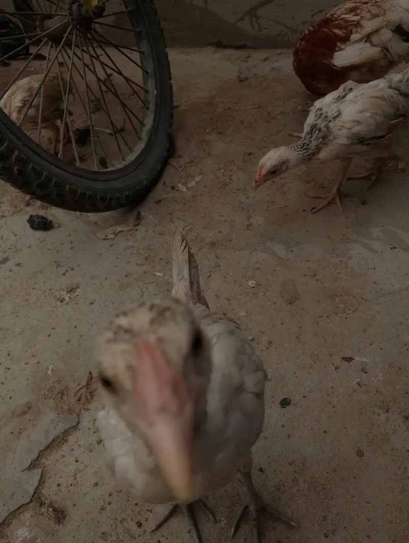 Aseel chicks for sale — photo 3