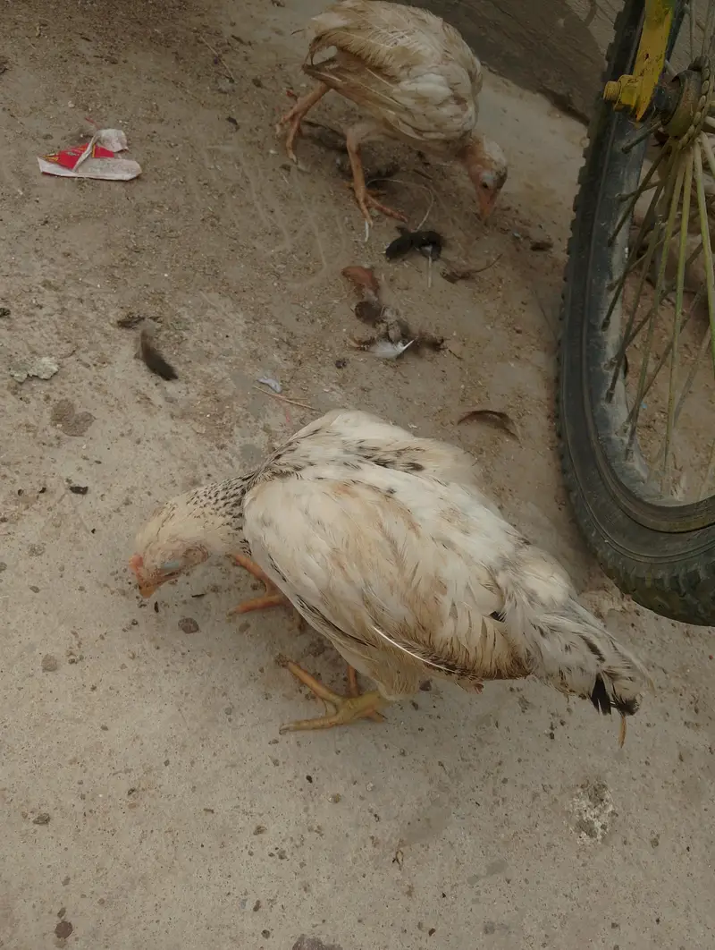 Aseel chicks for sale — photo 4