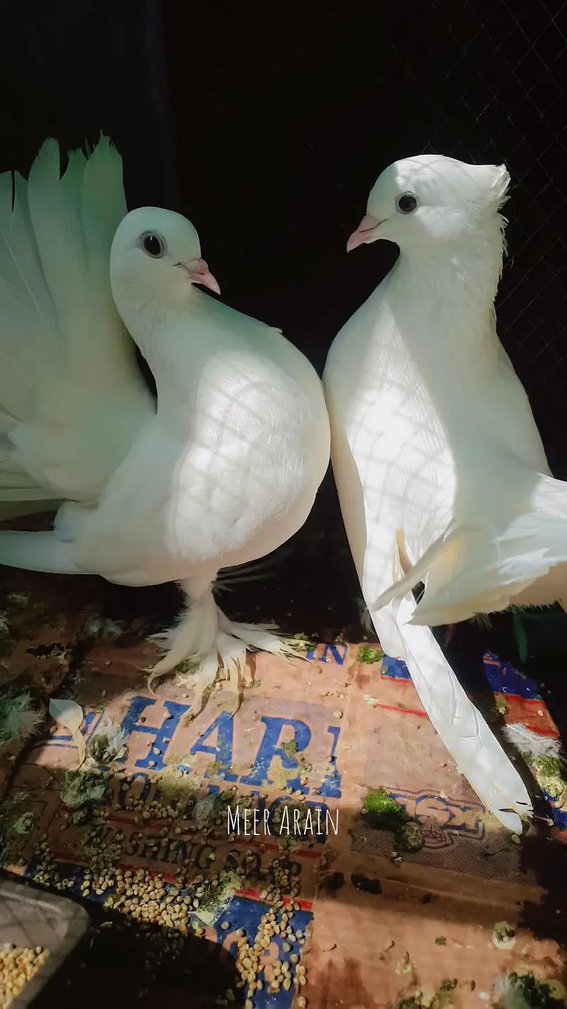 laka breder pair — photo 6