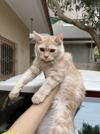 persian kittens