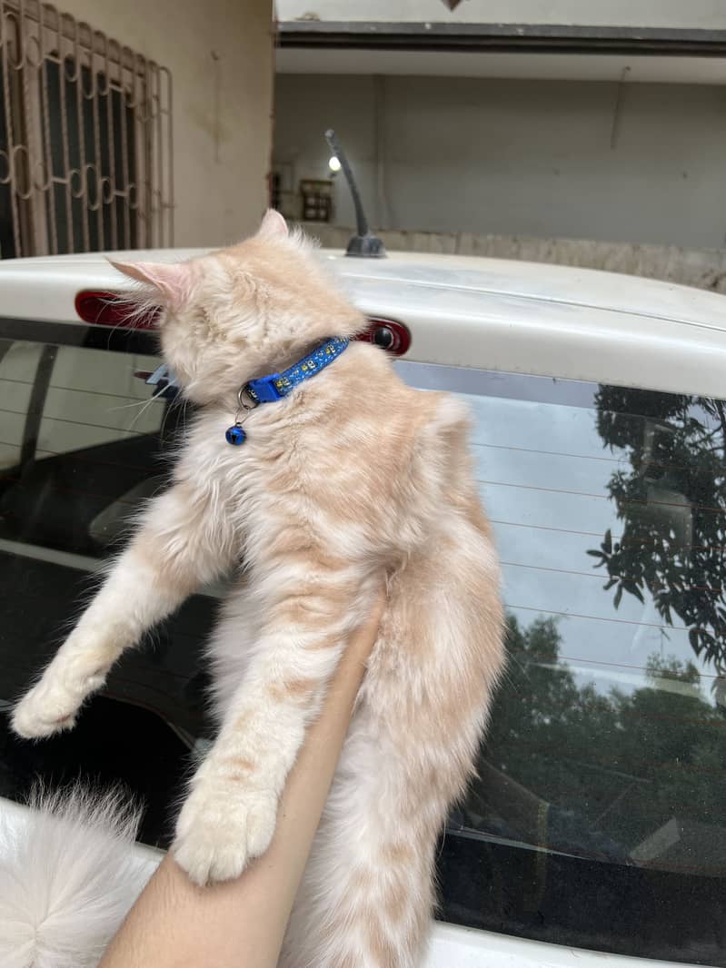 persian kittens 1