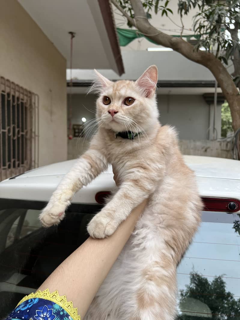 persian kittens 2