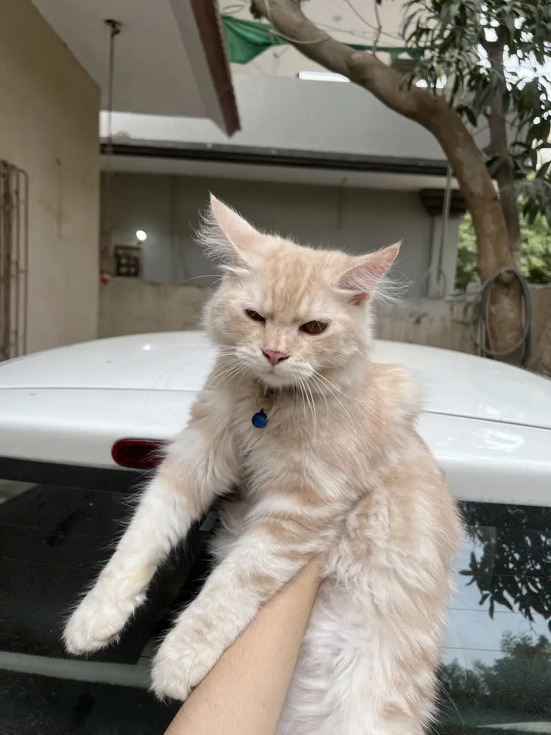 persian kittens — photo 4