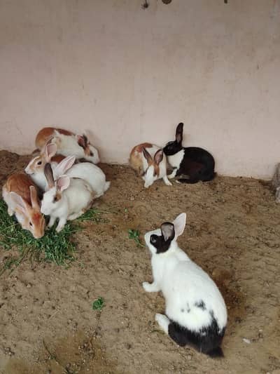 rabbits khargosh