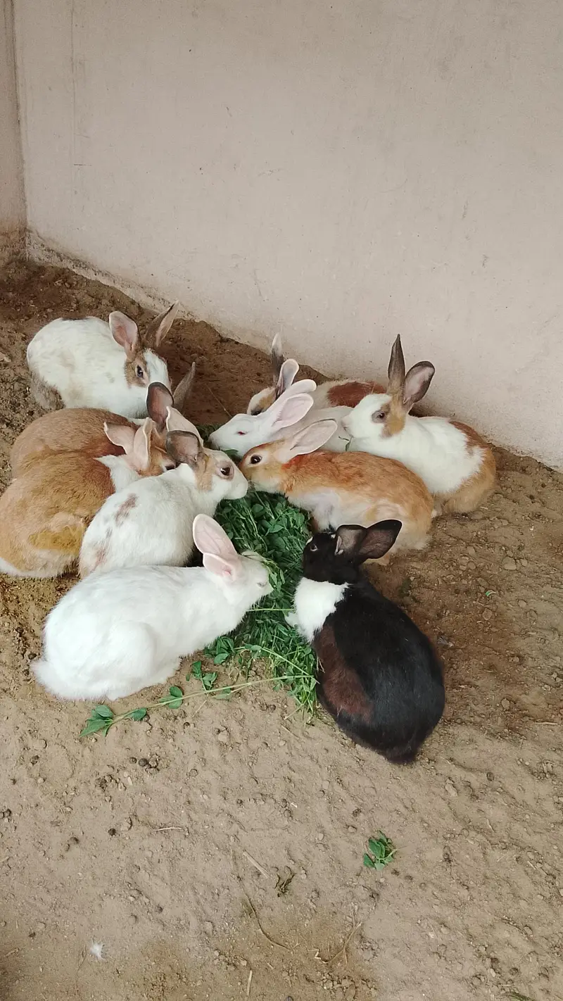 rabbits khargosh — photo 2