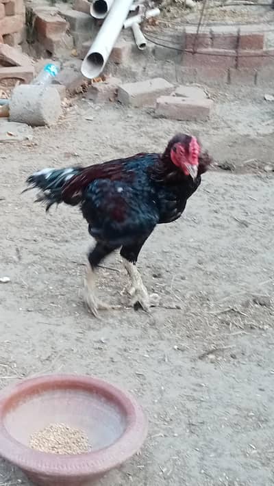 pure aseel Pela our chena bohat he nayaab jes ko Samaj ho rabta karay