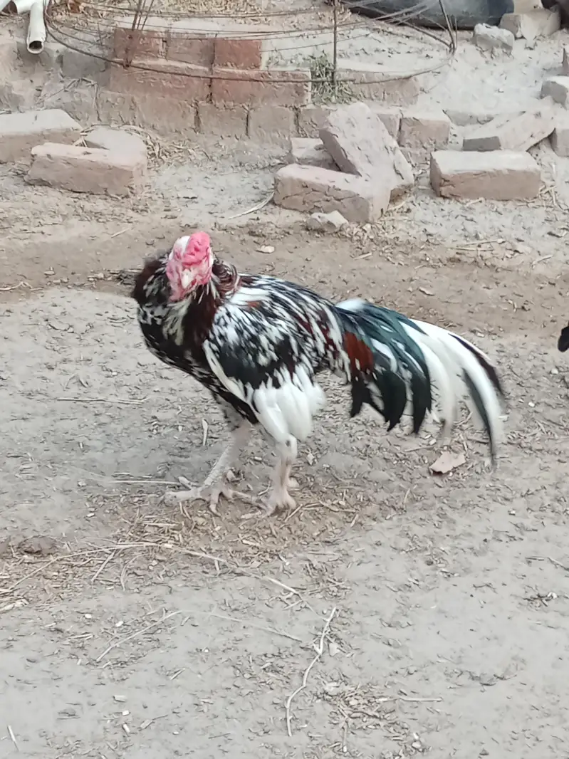 pure aseel Pela our chena bohat he nayaab jes ko Samaj ho rabta karay — photo 2