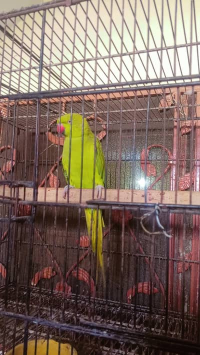 katha breeders female