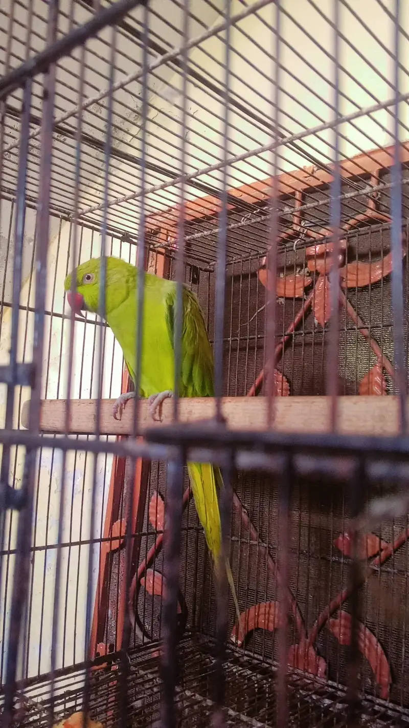 katha breeders female — photo 2