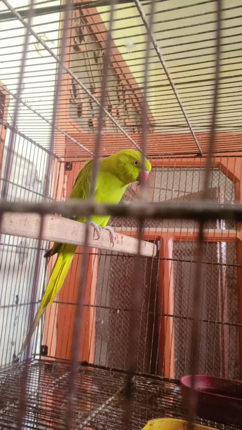katha breeders female — photo 3